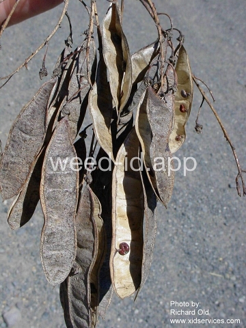locust, black